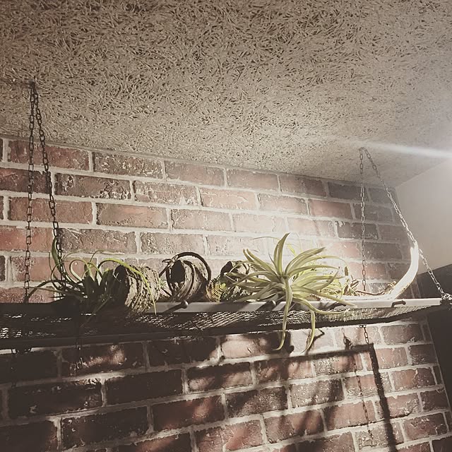 壁/天井/アンティーク/男前/観葉植物/雑貨...などのインテリア実例 - 2016-09-08 23:14:59