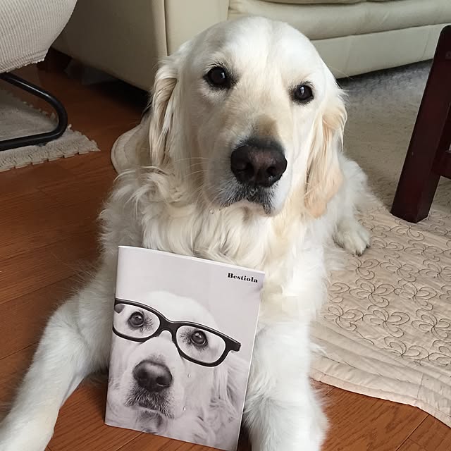 angeさんの実例写真