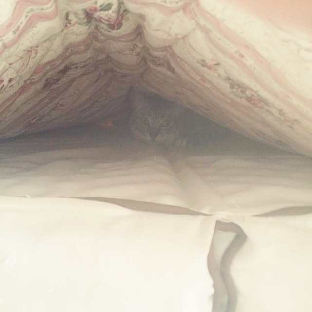 annさんの実例写真
