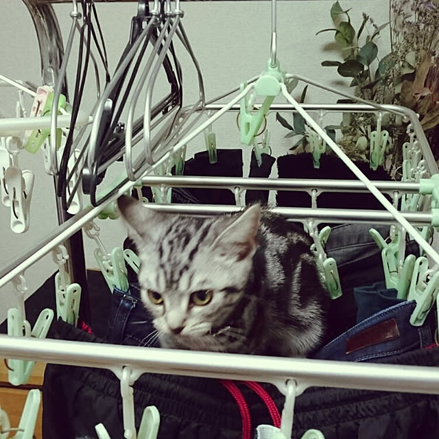 CatClipさんの実例写真