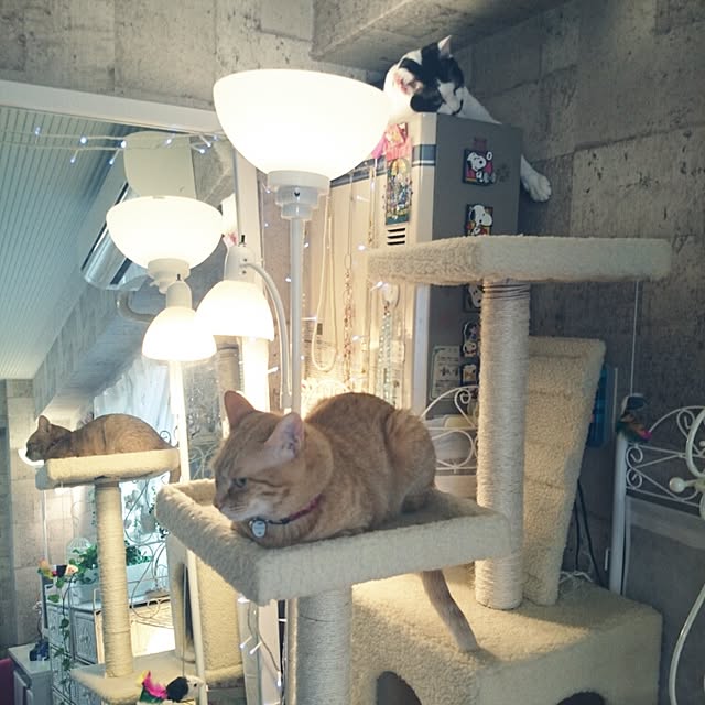 fu-ka24さんの実例写真