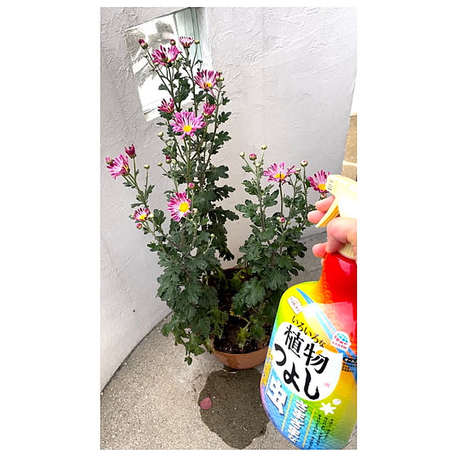 emiuraranさんの実例写真