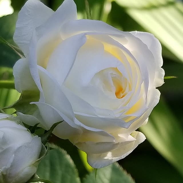 midoriさんの実例写真