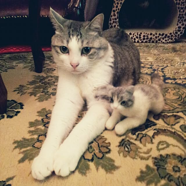 emmyyさんの実例写真