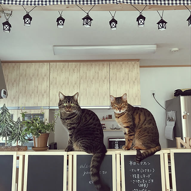 matsu.さんの実例写真