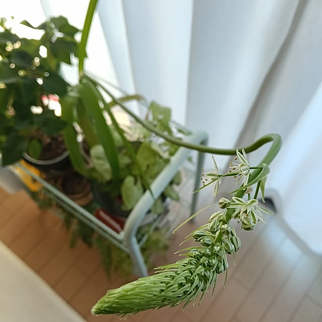 wanidaさんの実例写真