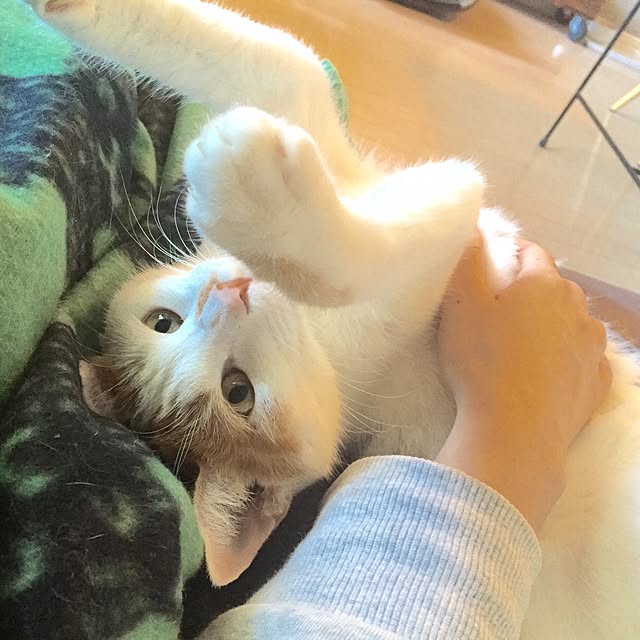 ziziguguさんの実例写真