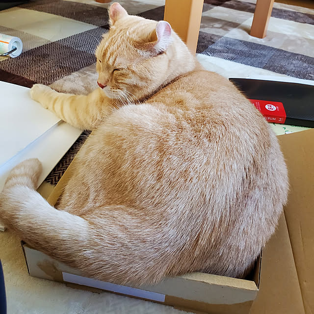 makoさんの実例写真