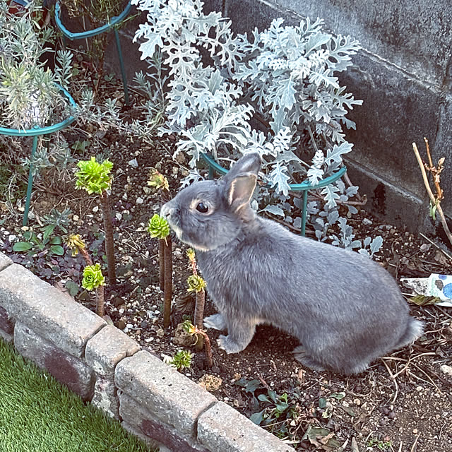 miao-kinさんの部屋