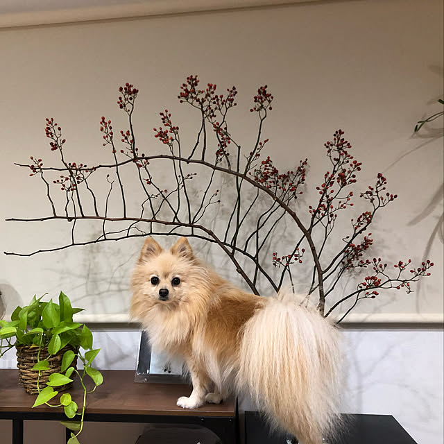 t.k.mさんの実例写真