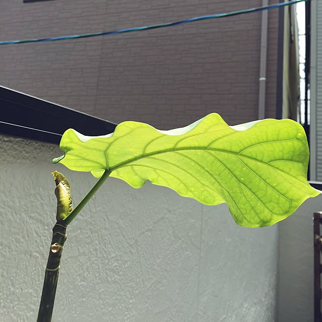 minkokoさんの実例写真