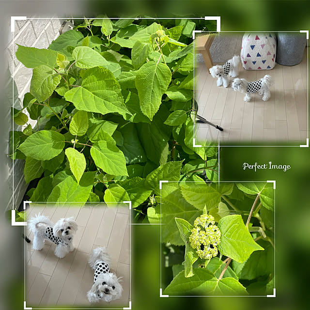loliontoaliceveさんの実例写真