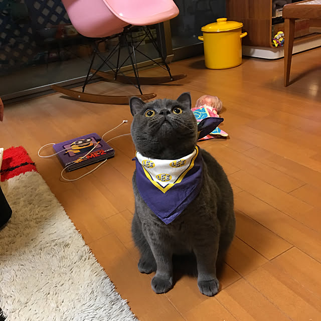 Shojiさんの実例写真