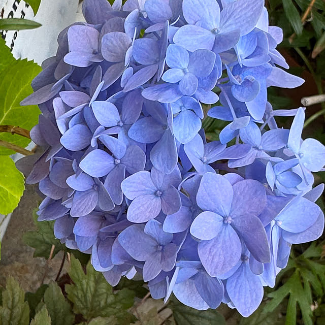 Chigusaさんの実例写真