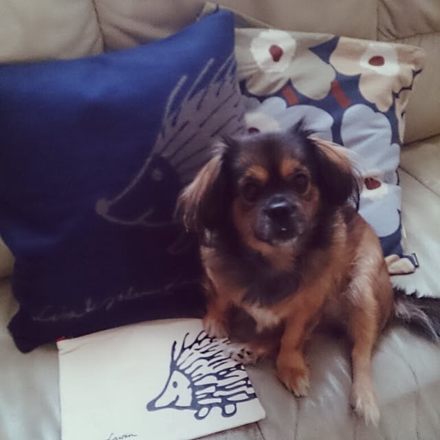 kazehoshiさんの実例写真