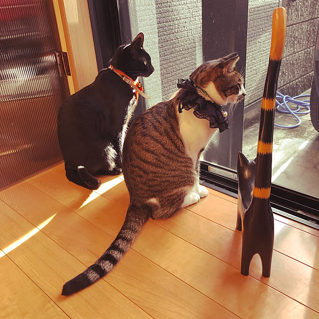 jijiさんの実例写真