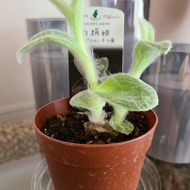 Rubiconさんの部屋