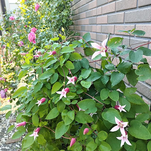 kiraさんの部屋