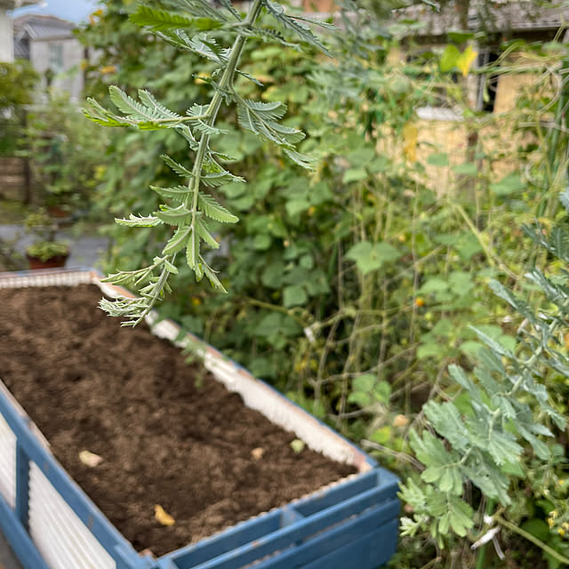 natsumiさんの部屋