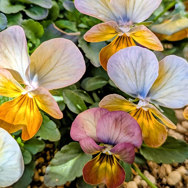 mi-saさんの部屋