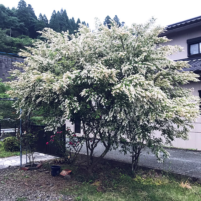 barakoさんの実例写真