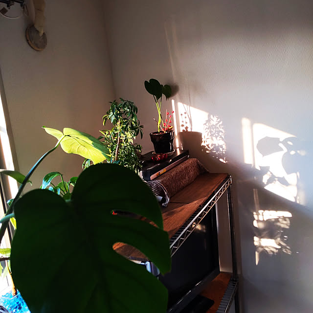 nonkoさんの実例写真