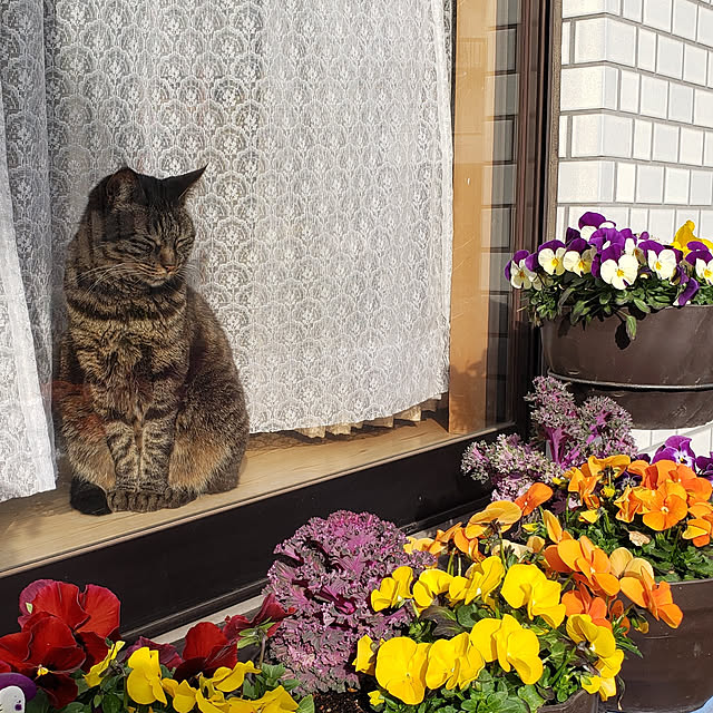 Mayumi8888さんの実例写真