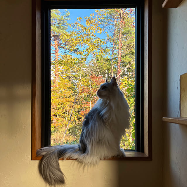 Kikko.さんの実例写真