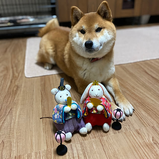 kinakontasuさんの実例写真