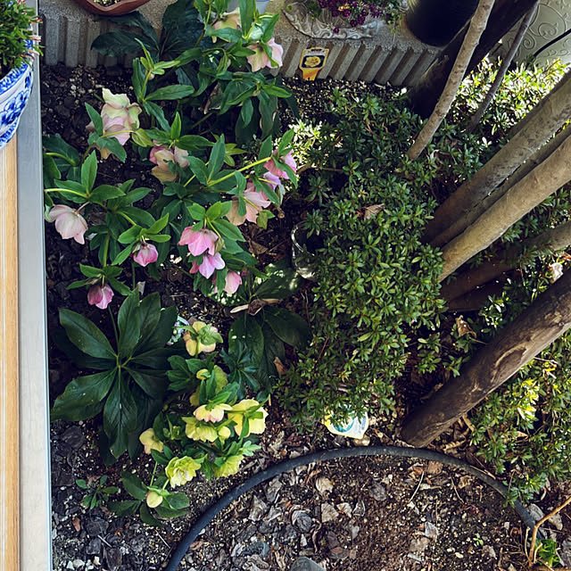yukarin-gardenさんの部屋