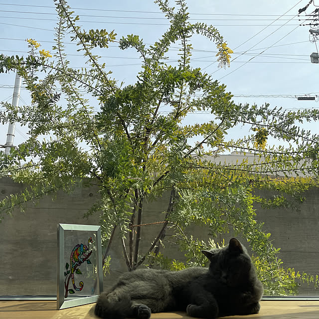 qoolasさんの実例写真