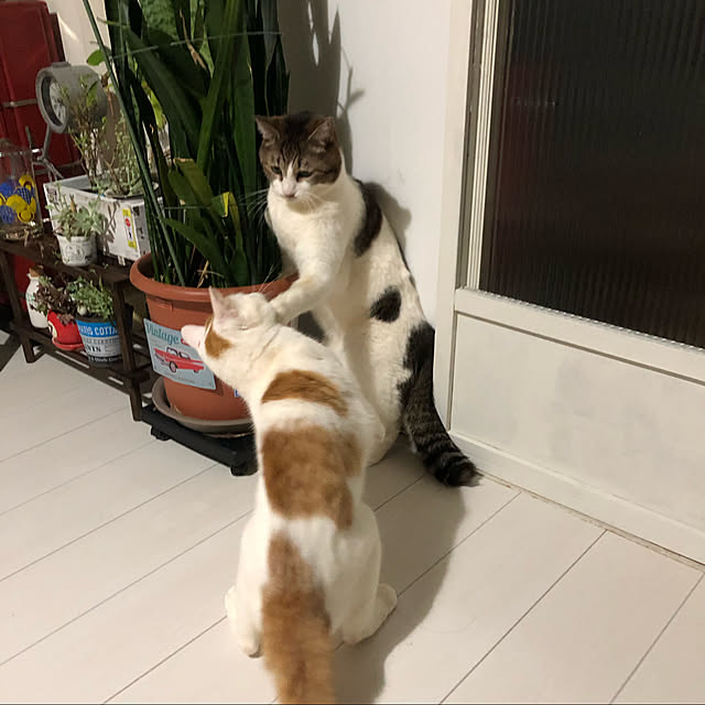 arayanさんの実例写真