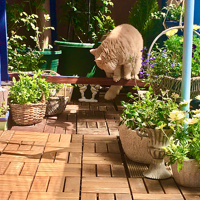 naokoさんの部屋
