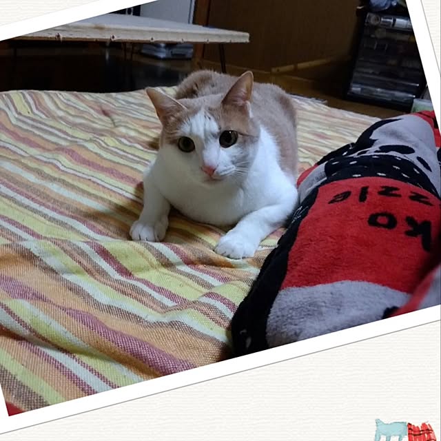 myLove8さんの実例写真