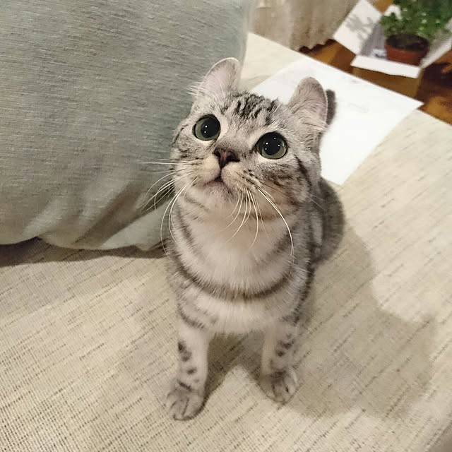 MONTBLANC.Sさんの実例写真