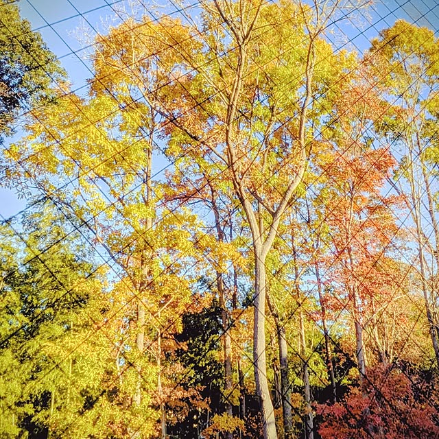 araigumaさんの実例写真