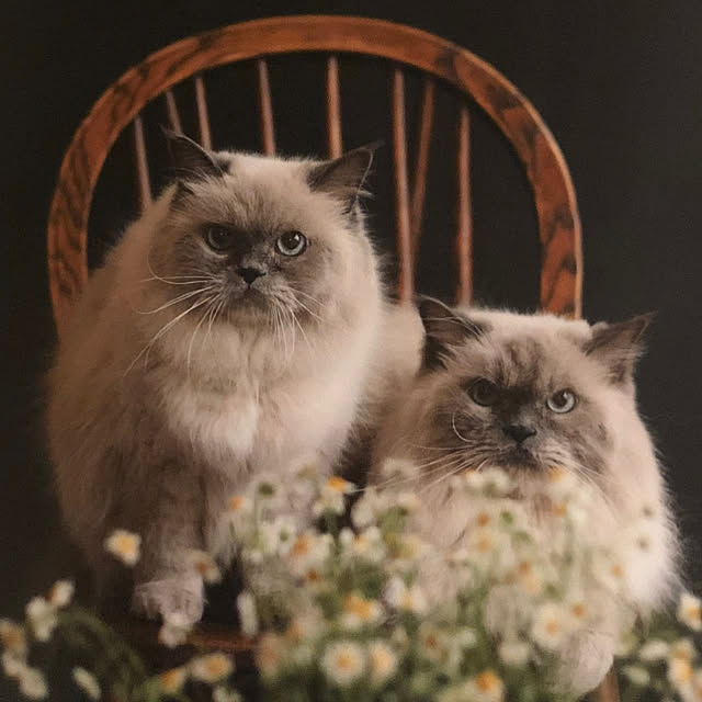 実例写真