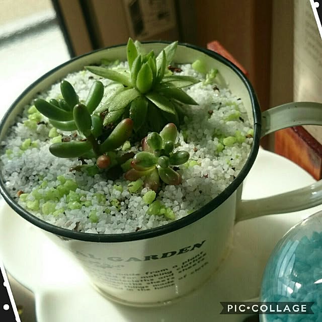 akanegumoさんの実例写真