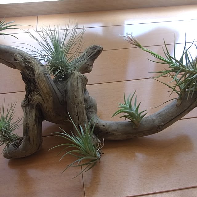 yandakoumutenさんの実例写真