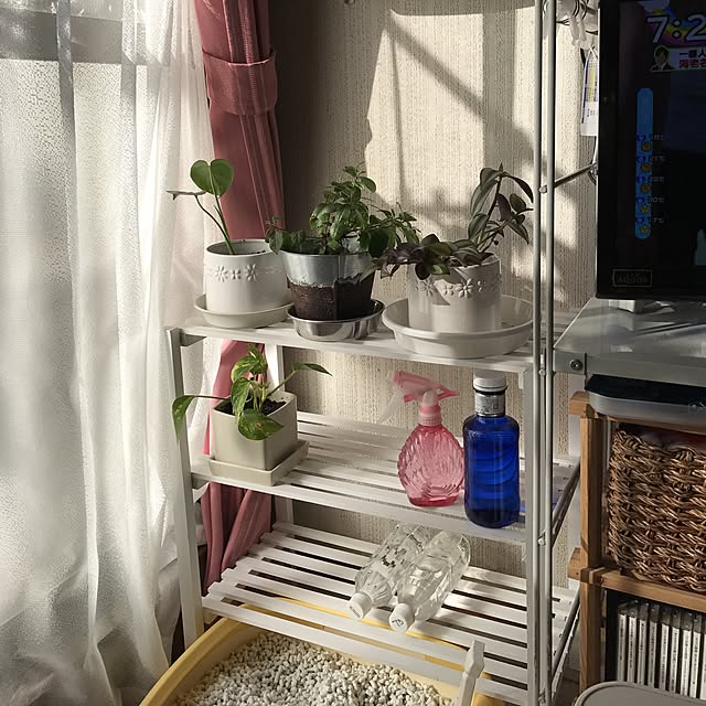 リビング/salut!/観葉植物/猫/100均のインテリア実例 - 2017-05-05 07:23:19