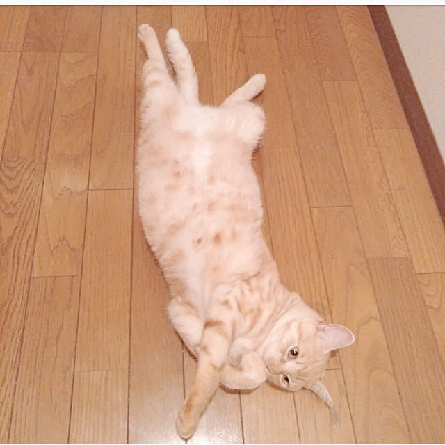 heart.emiemi57.whiteさんの実例写真