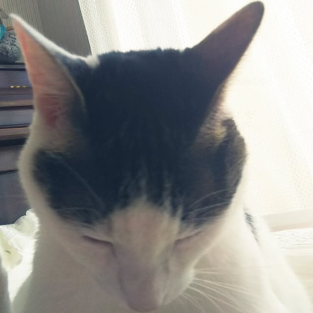 sakuraさんの実例写真