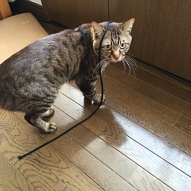 megkeiさんの実例写真