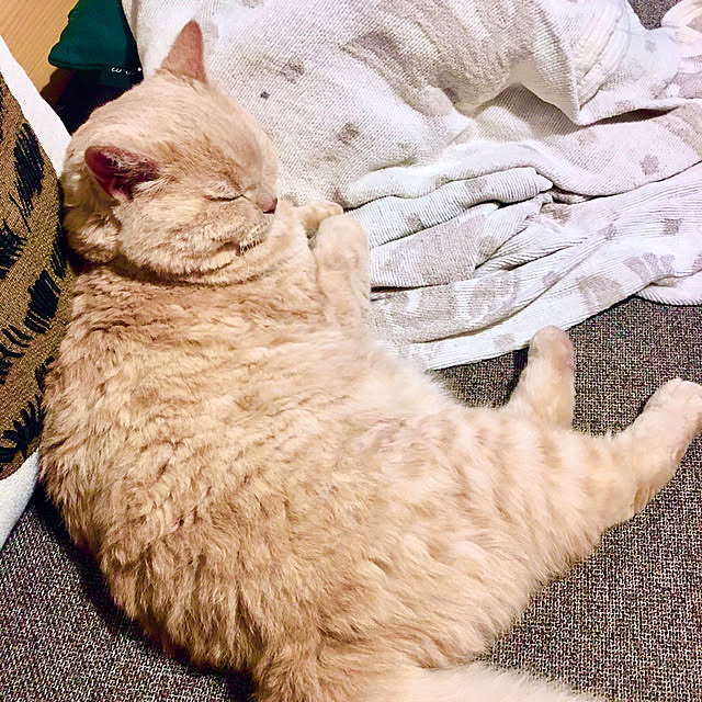 naokoさんの実例写真