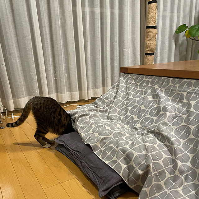 nobikoさんの部屋