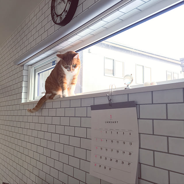 myuuさんの実例写真