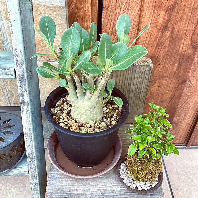 白鳥花/苔玉/塊根植物デビュー/塊根植物初心者/塊根植物のある暮らし...などのインテリア実例 - 2024-09-06 06:54:45