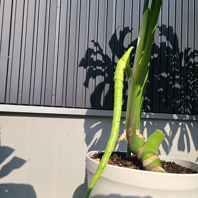 Rubiconさんの実例写真