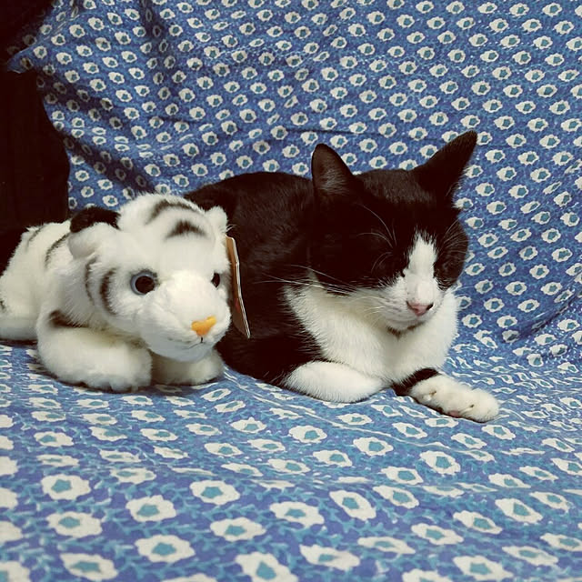 shiiiさんの実例写真