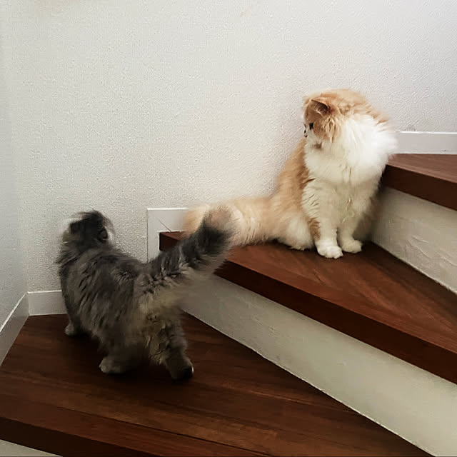 yuuchoさんの部屋